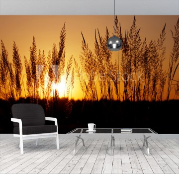 Image de Tuft grass Calamagrostis epigeios on a sunset